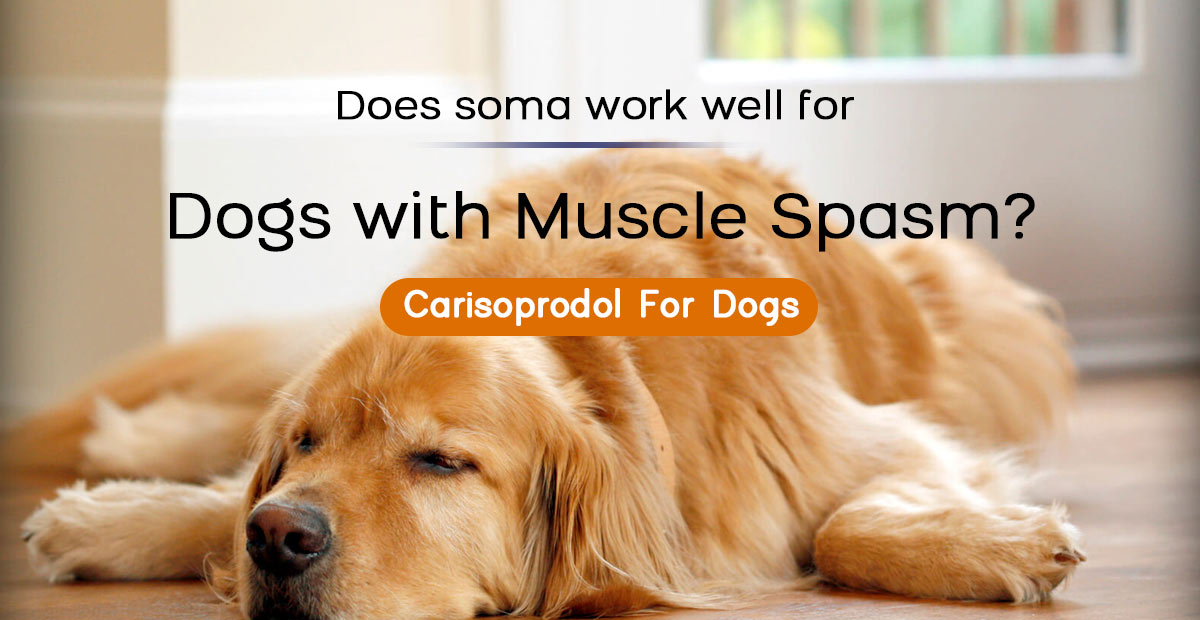 carisoprodol for dogs